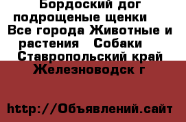 Бордоский дог подрощеные щенки.  - Все города Животные и растения » Собаки   . Ставропольский край,Железноводск г.